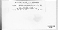 Puccinia helianthi image